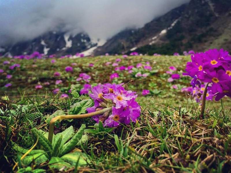 Valley of Flowers Expedition: Exploring Lachung